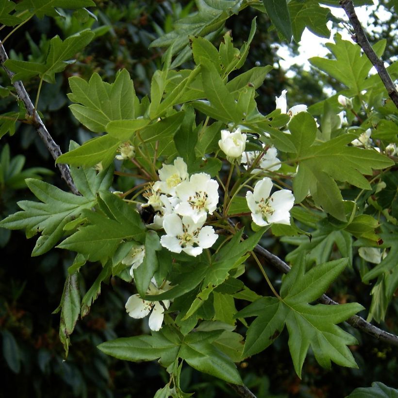 Malus trilobata (Floração)