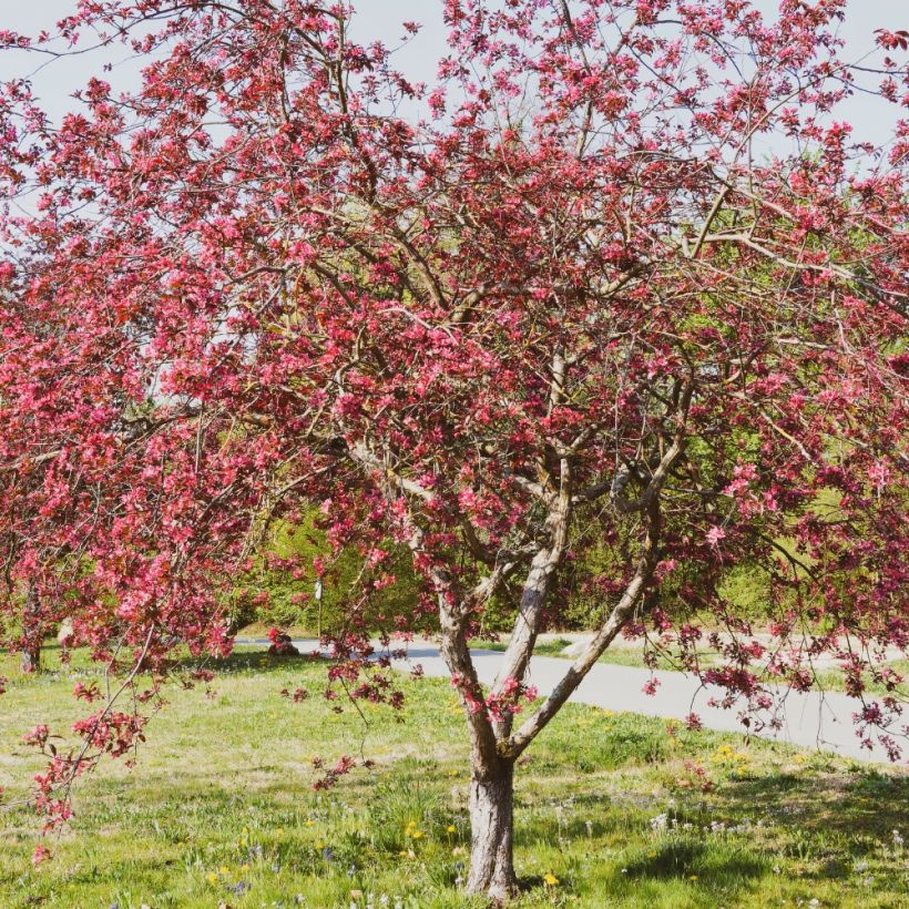 Malus Courtarou Coccinella (Hábito)