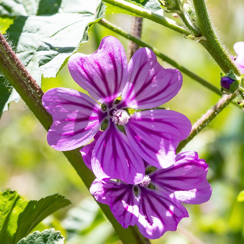 Malva silvestre Zebrina Blue (Floração)