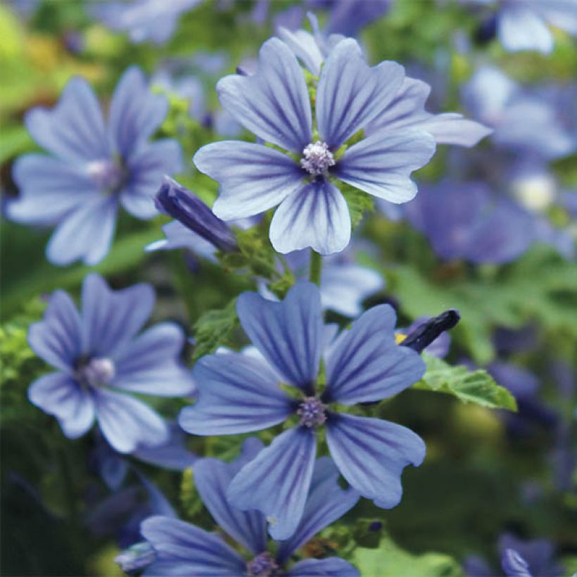 Malva silvestre Primley Blue (Floração)