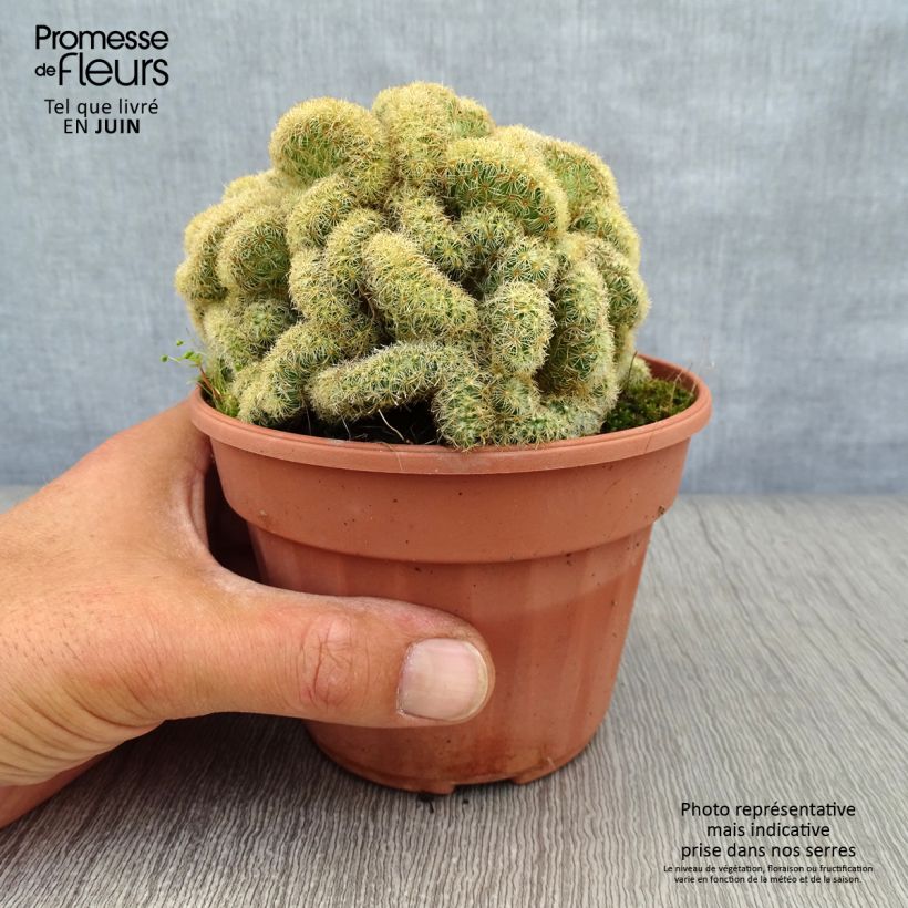 Amostra de Mammillaria elongata Cristata - Cacto-dedal Vaso de 12 cm/13 cm tal como entregue no verão