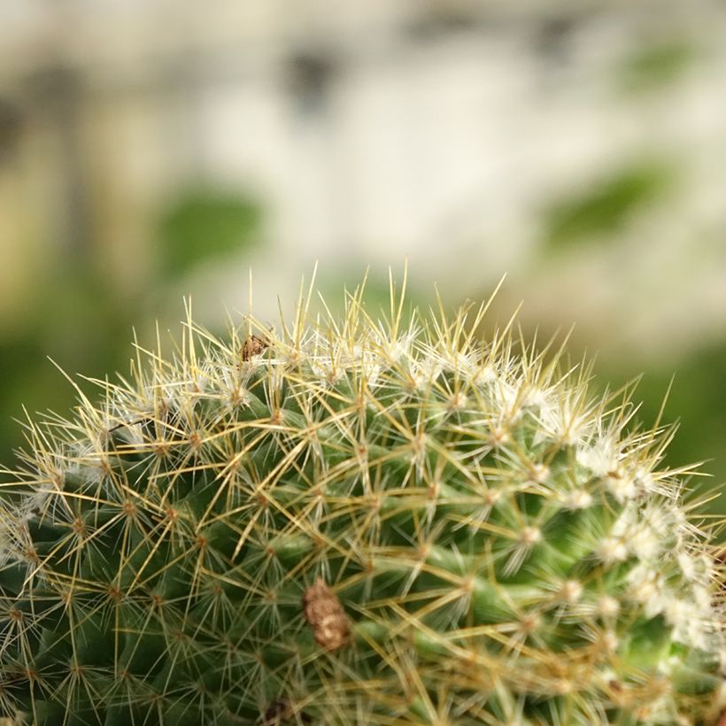 Mammillaria elongata Cristata - Cacto-dedal (Folhagem)