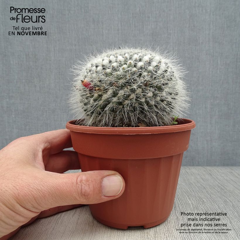 Amostra de Mammillaria perbella Vaso de 12 cm/13 cm tal como entregue no outono