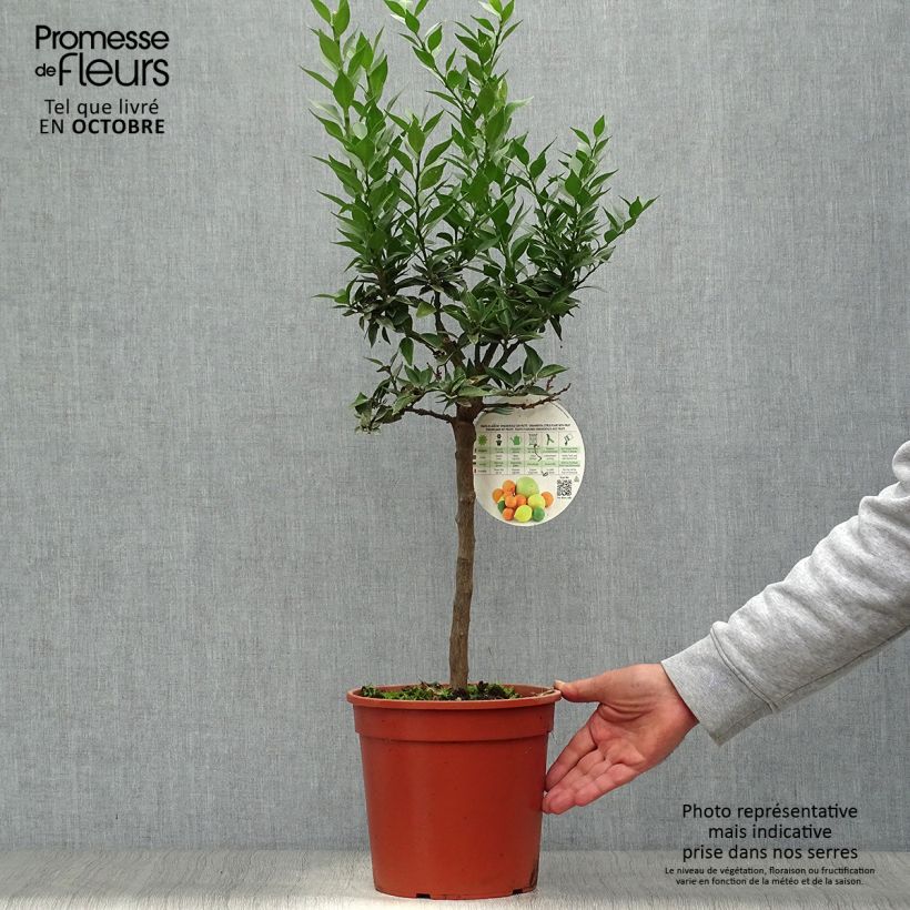Amostra de Chinotto - Citrus aurantium var. myrtifolia Vaso de 4 L/5 L, 1/4 de haste tal como entregue no outono