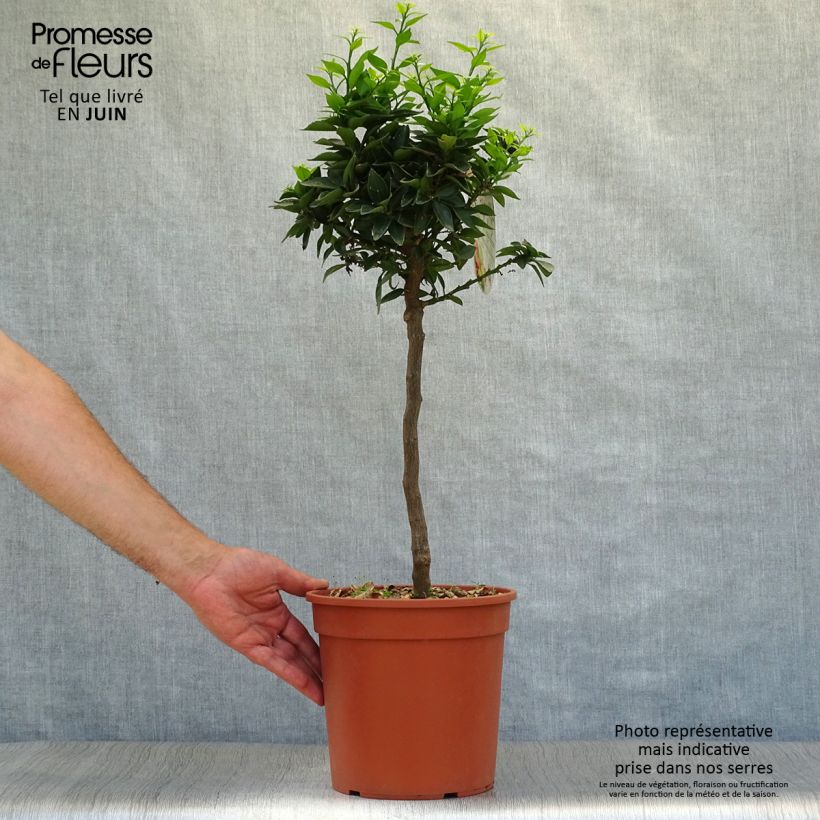 Amostra de Chinotto - Citrus aurantium var. myrtifolia Vaso de 4 L/5 L, 1/4 de haste tal como entregue no verão