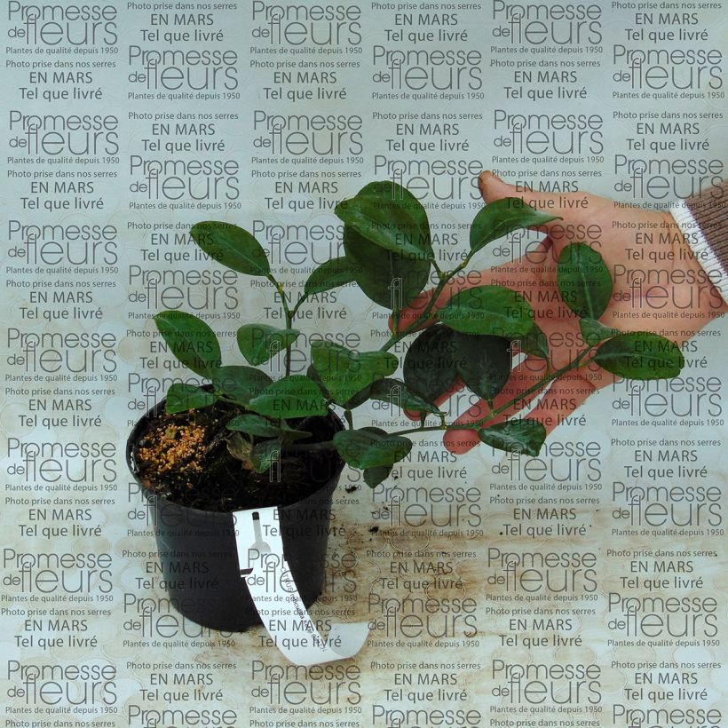 Exemplo de amostra de Tangerineira Keraji - Citrus reticulata Vaso de 1 L/1,5 L, Arbusto tal como entregue