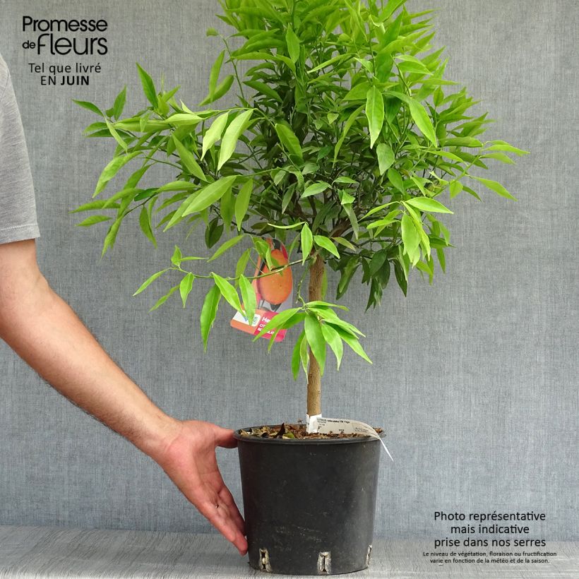 Amostra de Tangerineira Keraji - Citrus reticulata Vaso de 2 L/3 L, Arbusto tal como entregue no verão