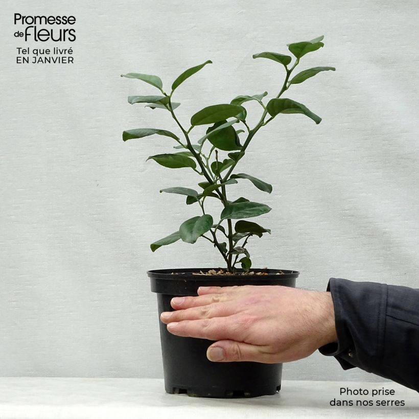 Amostra de Tangerineira Keraji - Citrus reticulata Vaso de 2 L/3 L, Arbusto tal como entregue no inverno
