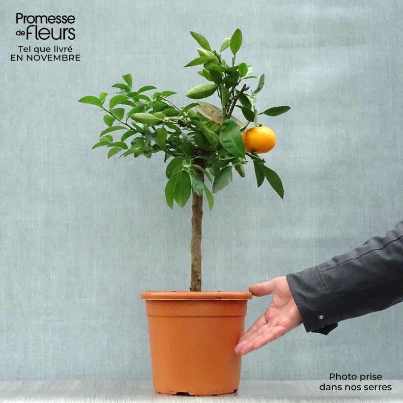 Amostra de Tangerineira Satsuma - Citrus reticulata subsp. unshiu Vaso de 4 L/5 L, 1/4 de haste tal como entregue no outono