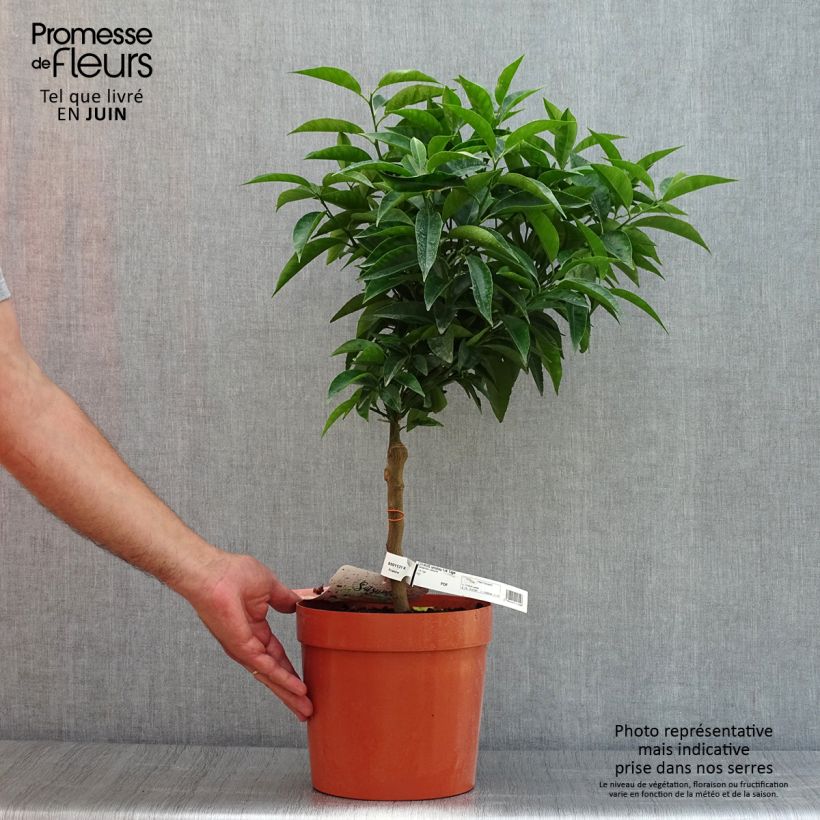 Amostra de Tangerineira Satsuma - Citrus reticulata subsp. unshiu Vaso de 4 L/5 L, 1/4 de haste tal como entregue no verão