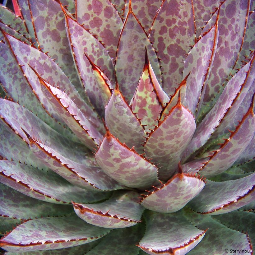 Mangave Bloodspot (Folhagem)