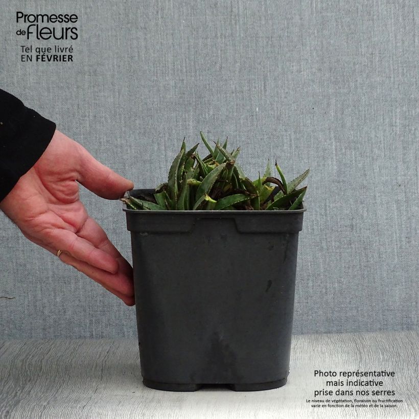 Amostra de Mangave Bloodspot Pot de 3L/4L tal como entregue no inverno