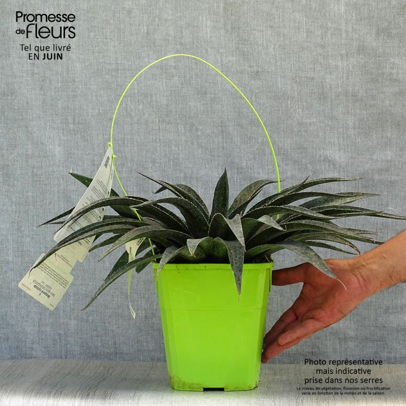 Amostra de Mangave Inkblot Vaso de 3 L/4 L tal como entregue no verão