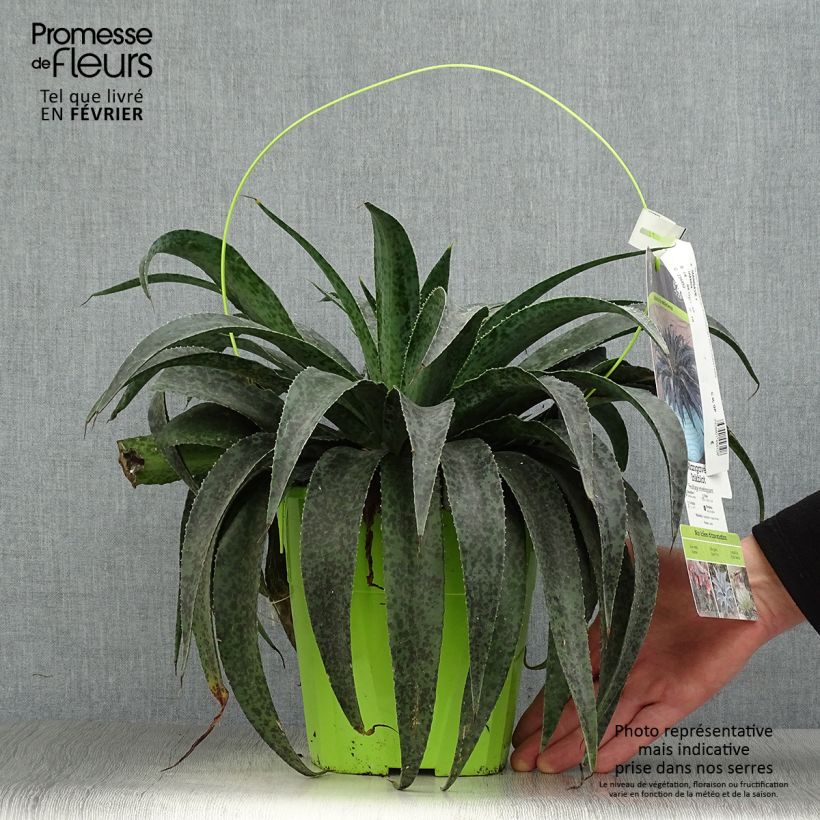 Amostra de Mangave Mangavé Inkblot Pot de 3L/4L tal como entregue no inverno