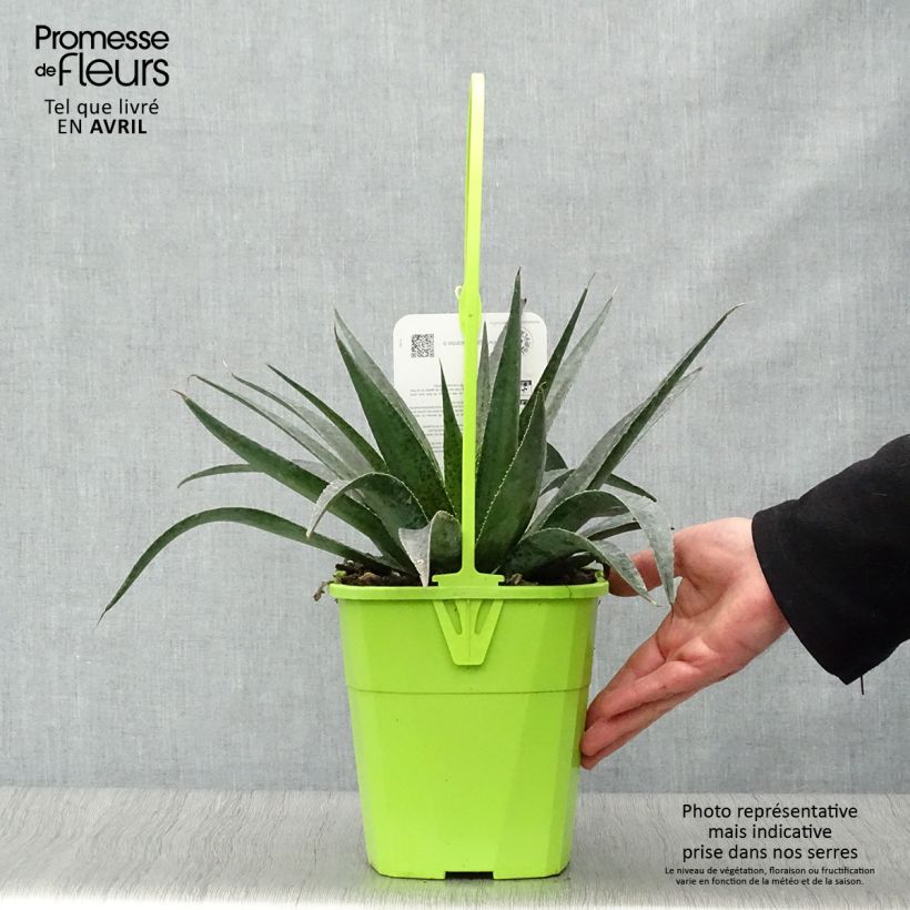 Amostra de Mangave Inkblot Vaso de 3 L/4 L tal como entregue na primavera