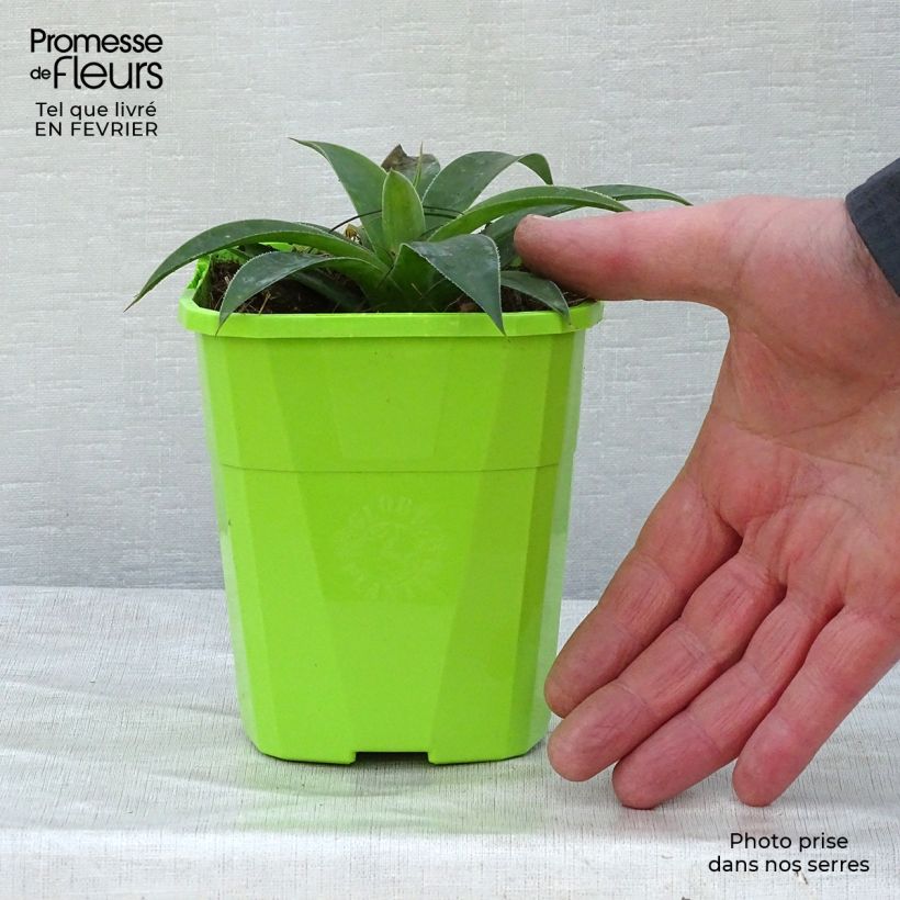 Amostra de Mangave Lavender Lady Vaso de 1 L/1,5 L tal como entregue no inverno