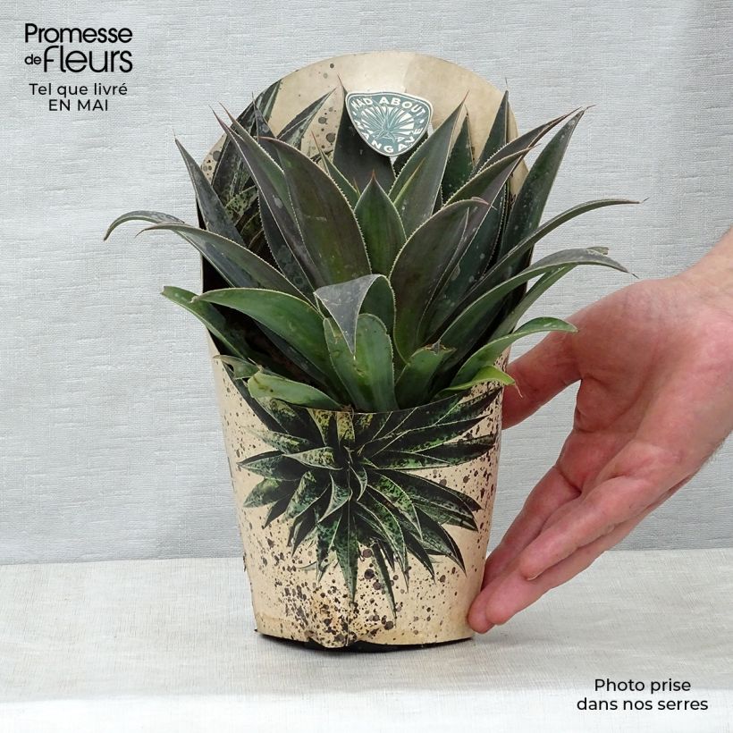 Amostra de Mangave Lavender Lady Vaso de 1 L/1,5 L tal como entregue na primavera