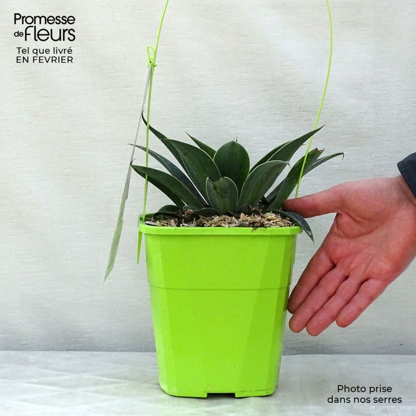 Amostra de Mangave Lavender Lady Vaso de 3 L/4 L tal como entregue no inverno