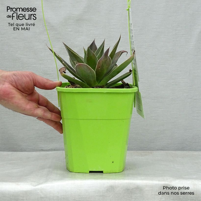 Amostra de Mangave Lavender Lady Vaso de 3 L/4 L tal como entregue na primavera