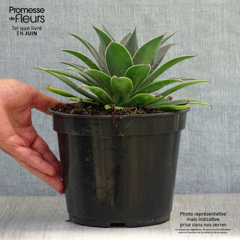 Amostra de Mangave Lavender Lady Vaso de 3 L/4 L tal como entregue no verão