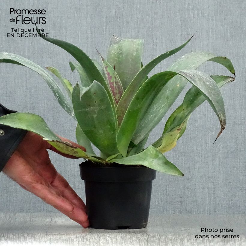 Amostra de Mangave Mangavé Mission to Mars Pot de 1L/1,5L tal como entregue no inverno