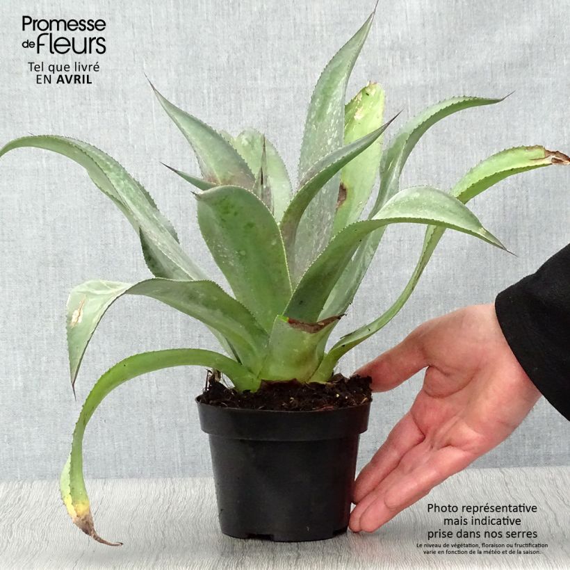 Amostra de Mangave Mission to Mars Vaso de 1 L/1,5 L tal como entregue na primavera