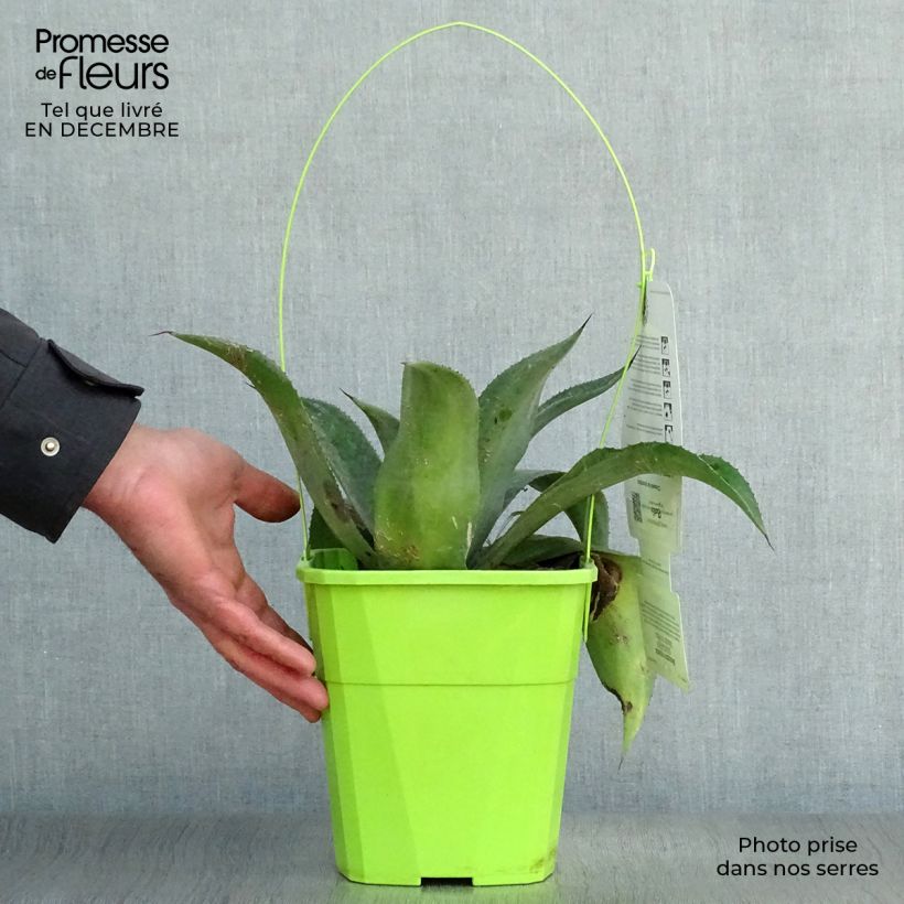 Amostra de Mangave Mangavé Mission to Mars Pot de 4L/5L tal como entregue no inverno