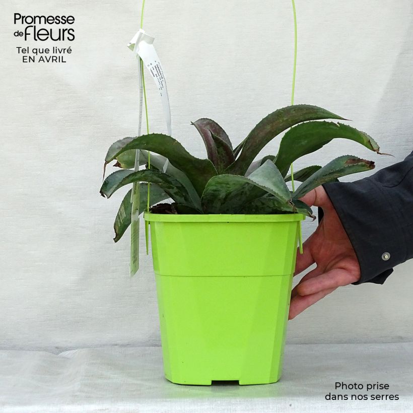 Amostra de Mangave Mission to Mars Vaso de 4 L/5 L tal como entregue na primavera