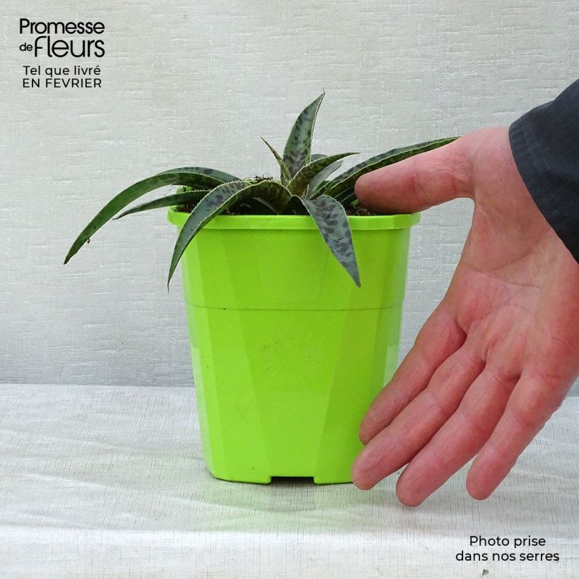 Amostra de Mangave Moonglow Vaso de 1 L/1,5 L tal como entregue no inverno