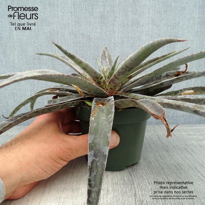 Amostra de Mangave Moonglow Vaso de 1 L/1,5 L tal como entregue na primavera