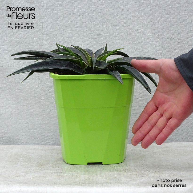 Amostra de Mangave Moonglow Vaso de 3 L/4 L tal como entregue no inverno