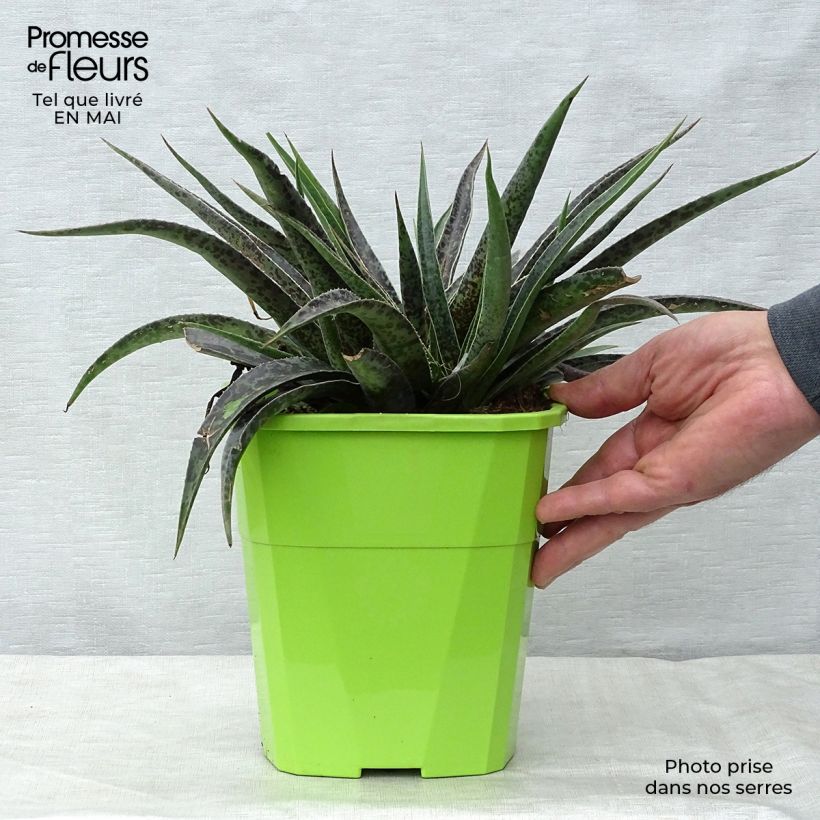 Amostra de Mangave Moonglow Vaso de 3 L/4 L tal como entregue na primavera