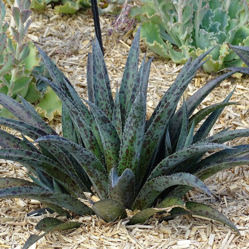 Mangave Pineapple Express (Hábito)