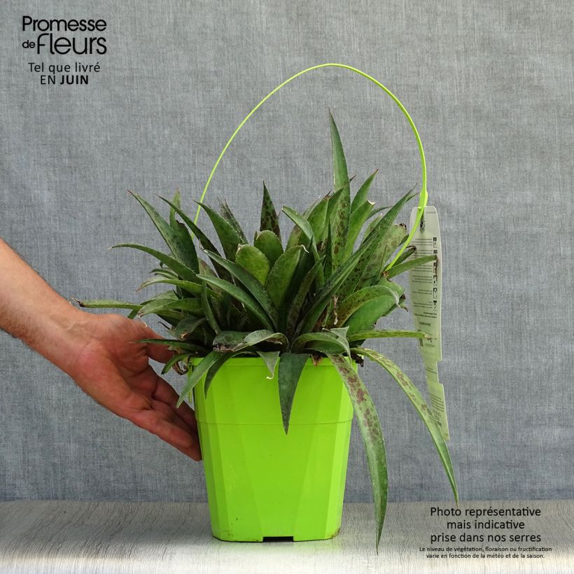 Amostra de Mangave Pineapple Express Vaso de 3 L/4 L tal como entregue no verão