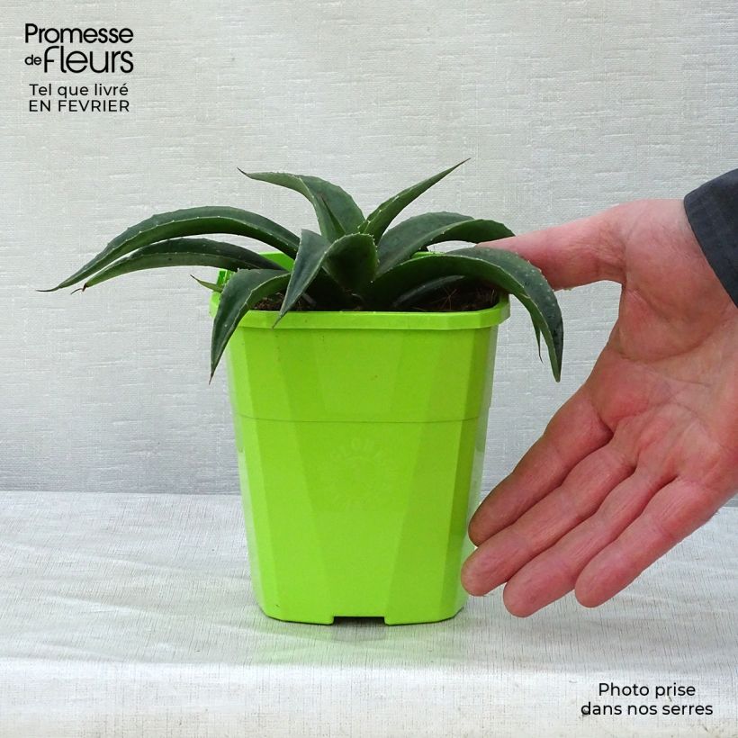 Amostra de Mangave Mangavé Redwing Pot de 1L/1,5L tal como entregue no inverno