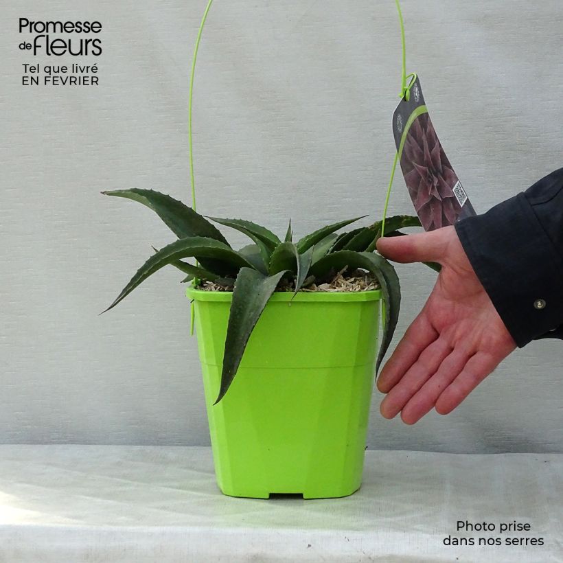 Amostra de Mangave Mangavé Redwing Pot de 3L/4L tal como entregue no inverno