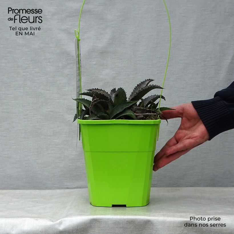 Amostra de Mangave Silver Fox Vaso de 3 L/4 L tal como entregue na primavera