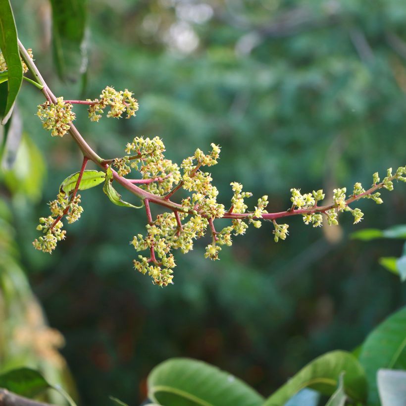 Mangueira - Mangifera indica (Floração)
