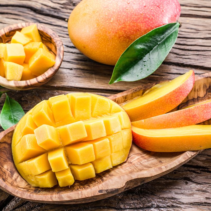 Mangueira - Mangifera indica (Colheita)