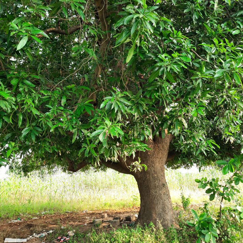 Mangueira - Mangifera indica (Hábito)