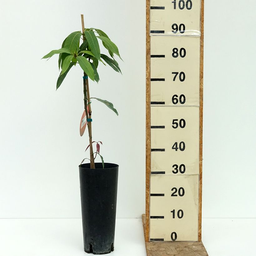 Amostra de Mangueira Osteen - Mangifera indica Vaso de 6 L/7 L tal como entregue no verão