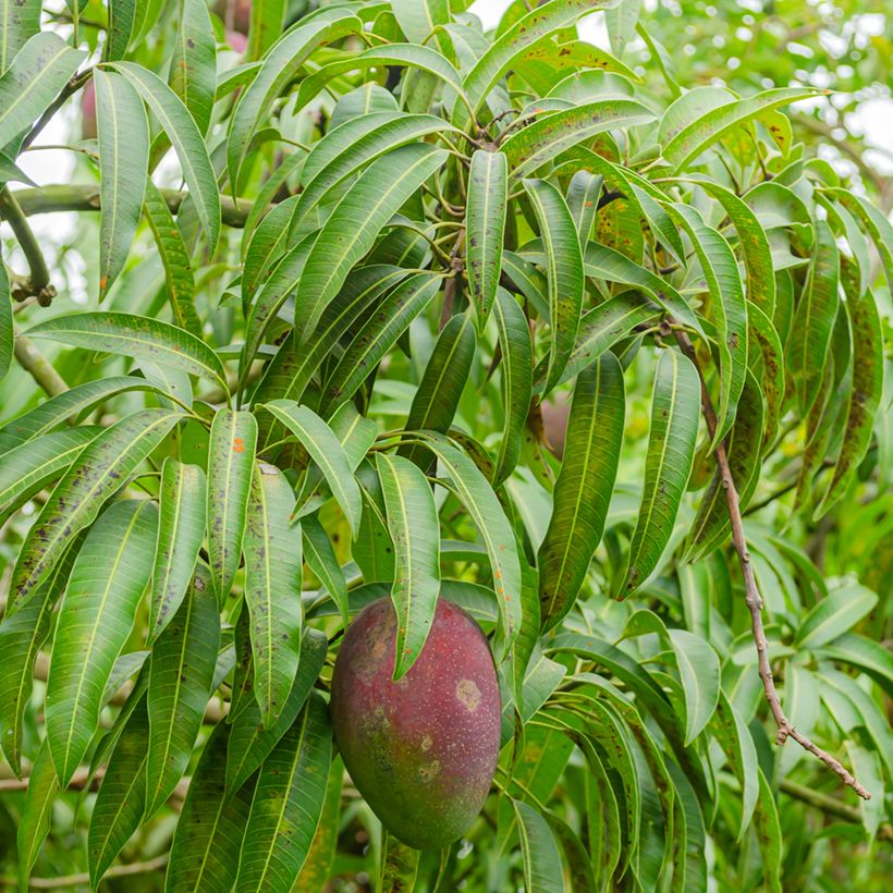 Mangueira Irwin - Mangifera indica (Folhagem)
