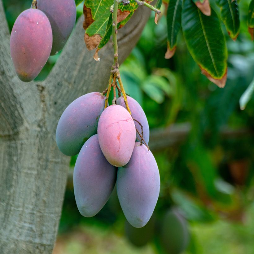 Mangueira Irwin - Mangifera indica (Colheita)