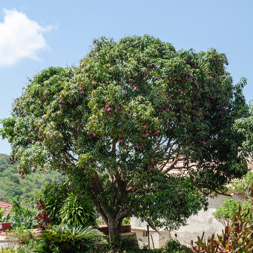 Mangueira Irwin - Mangifera indica (Hábito)