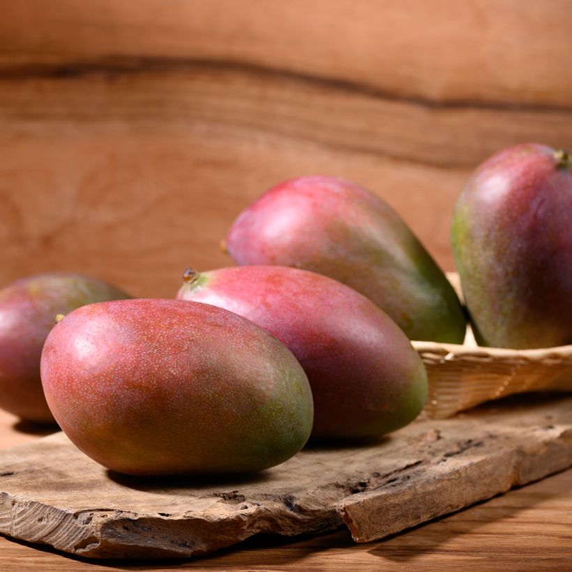 Mangueira Palmer - Mangifera indica (Colheita)