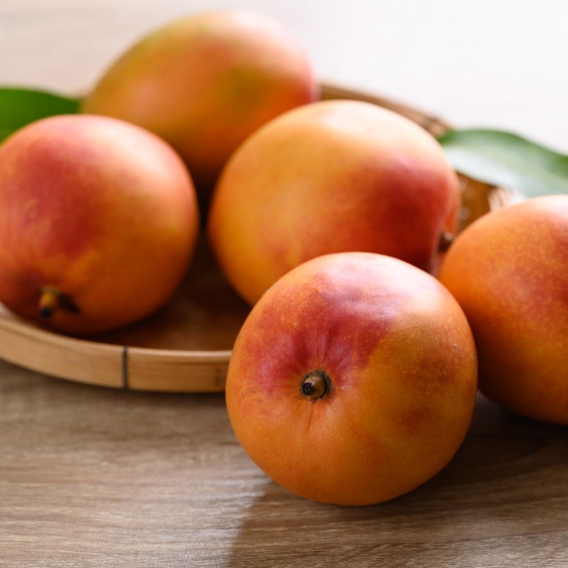 Mangueira Tommy Atkins - Mangifera indica (Colheita)