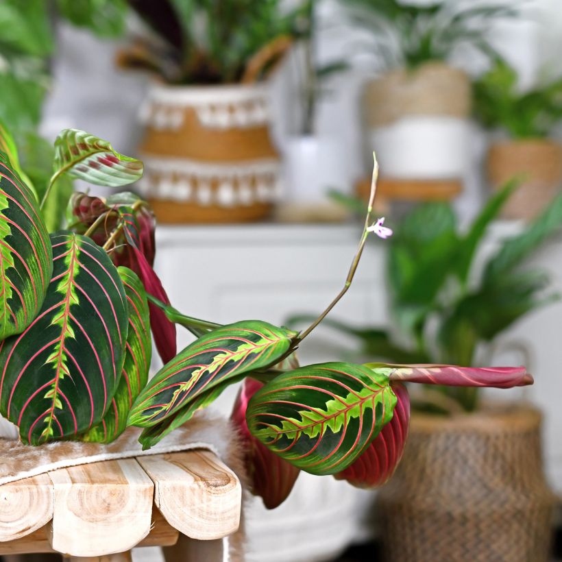 Maranta leuconeura Fascinator - Planta-de-oração (Floração)