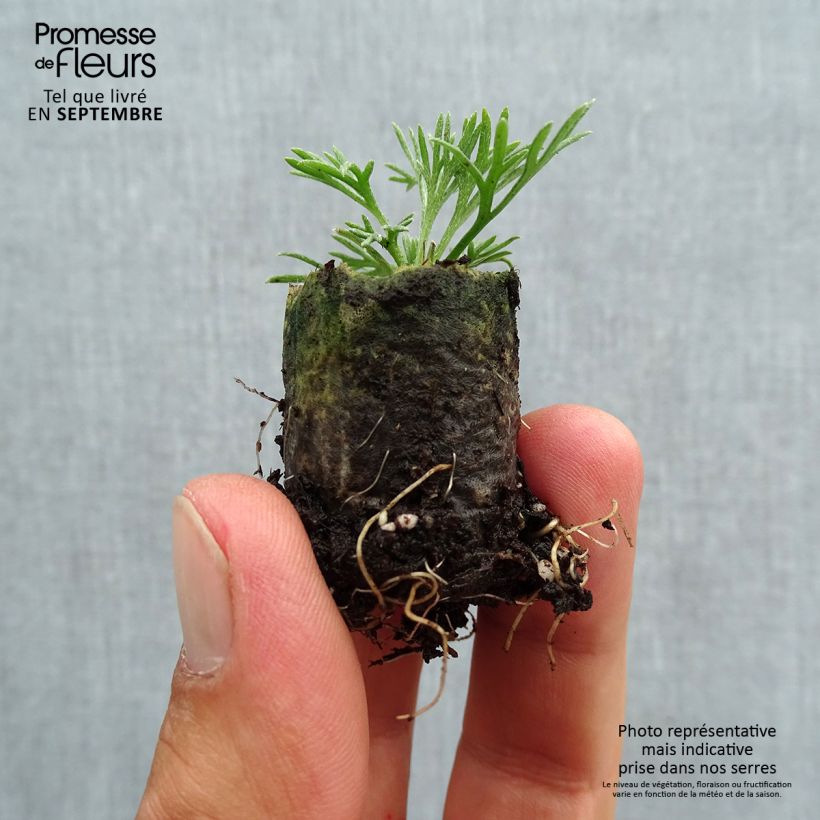 Amostra de Marguerite du Maroc African Rose - Rhodanthemum hosmariense  Mini-motte Mini-motte Ø 3/4 cm tal como entregue no outono