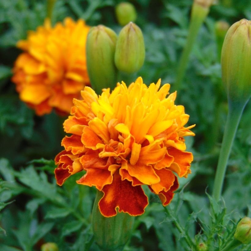 Cravo-túnico Mowgli Bicolour em sementes - Tagetes patula (Floração)