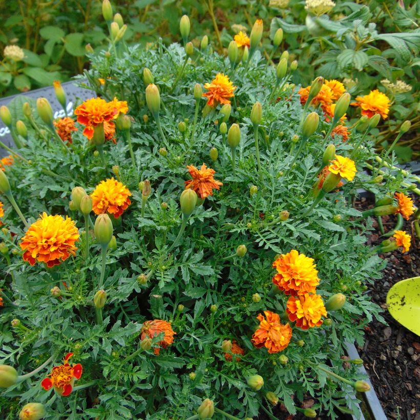 Cravo-túnico Mowgli Bicolour em sementes - Tagetes patula (Hábito)